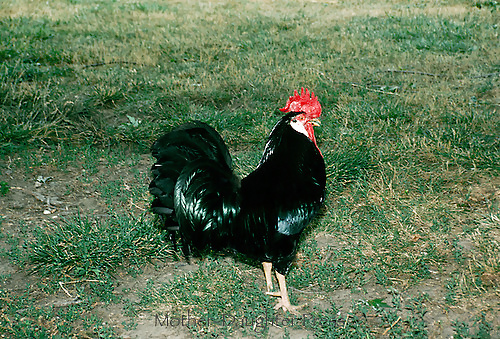 Black Cock adult photos