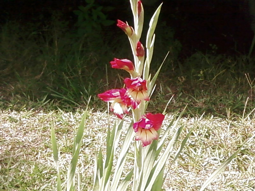 flowers adult photos