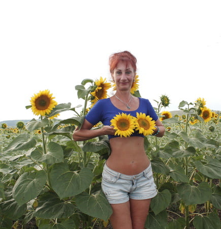 sunflowers         