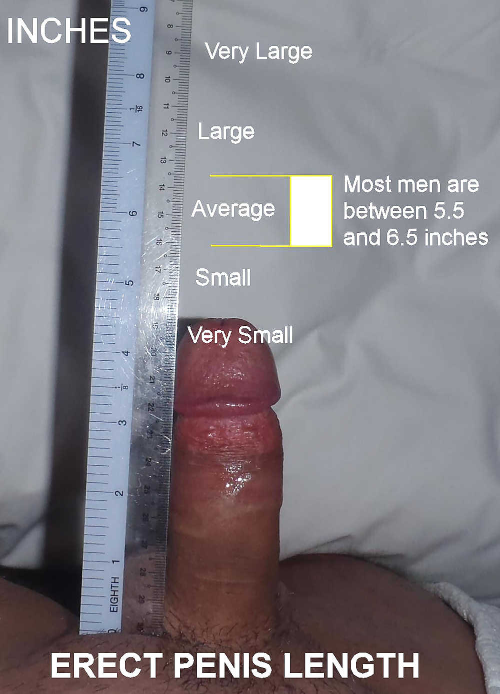 Average penis size photo